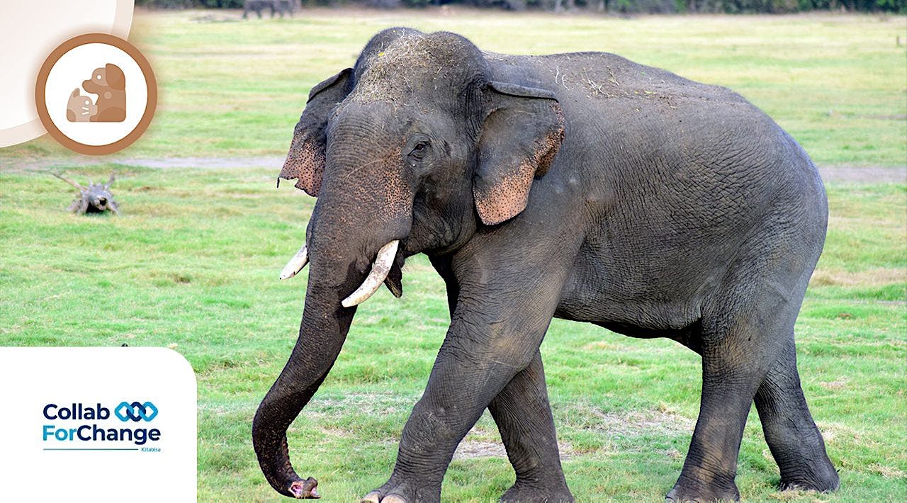 Gajah